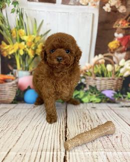 プードル、写真、ティーカップ