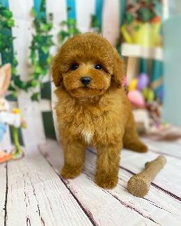 プードル、写真、ティーカップ