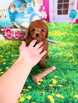 プードル、写真、ティーカップ