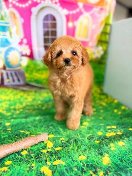 プードル、写真、ティーカップ