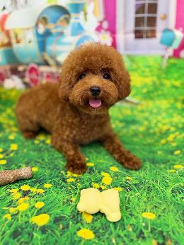 プードル、写真、ティーカップ