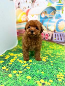 プードル、写真、ティーカップ