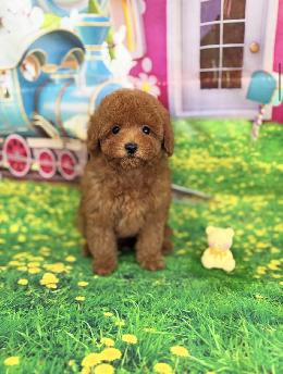 プードル、写真、ティーカップ