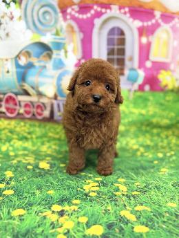 プードル、写真、ティーカップ