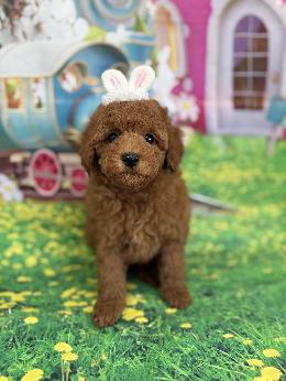 プードル、写真、ティーカップ