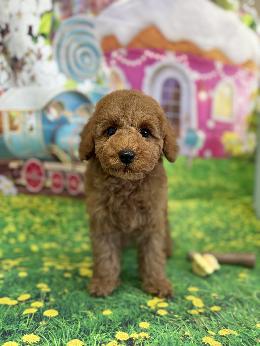 プードル、写真、ティーカップ