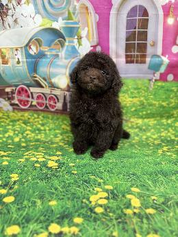 プードル、写真、ティーカップ