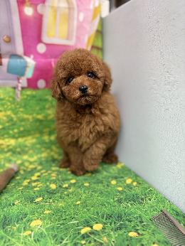 プードル、写真、ティーカップ