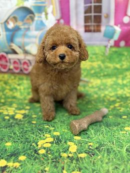 プードル、写真、ティーカップ