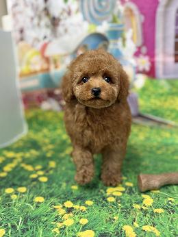 プードル、写真、ティーカップ