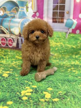 プードル、写真、ティーカップ