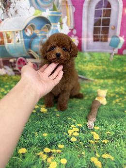 プードル、写真、ティーカップ