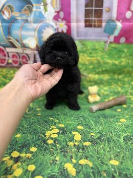 プードル、写真、ティーカップ