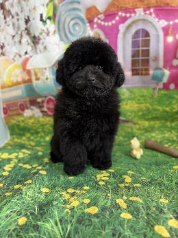 プードル、写真、ティーカップ