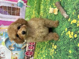 プードル、写真、ティーカップ