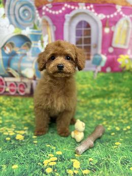 プードル、写真、ティーカップ