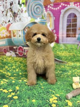 プードル、写真、ティーカップ