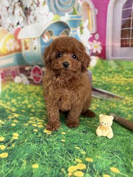 プードル、写真、ティーカップ