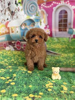 プードル、写真、ティーカップ