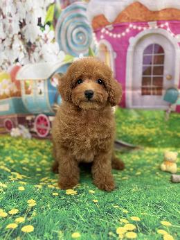 プードル、写真、ティーカップ