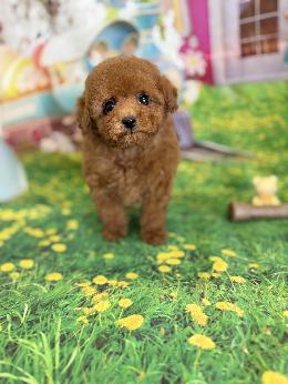 プードル、写真、ティーカップ