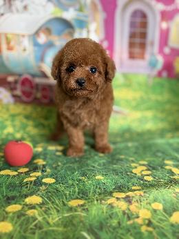 プードル、写真、ティーカップ