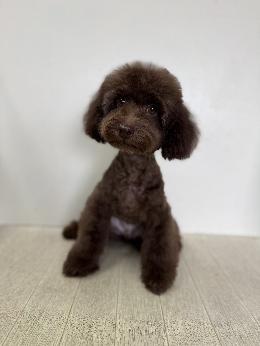 プードル、写真、ティーカップ