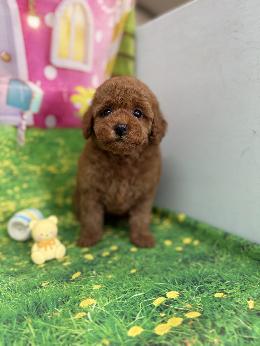 プードル、写真、ティーカップ